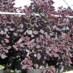 Pruikenboom Als Struik (Cotinus Coggygria 'Royal Purple') 13 Pruikenboom Als Struik (Cotinus Coggygria 'Royal Purple') -Tuin Stek Verkoop 20091126123928 15