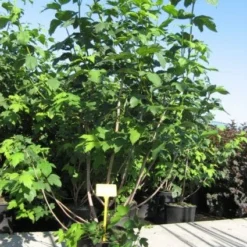 Sneeuwbal (Viburnum Opulus 'Roseum') -Tuin Stek Verkoop 20091126125302 9