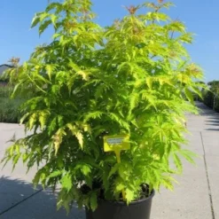 Tuin Stek Verkoop -Tuin Stek Verkoop 20091127153734 15 3