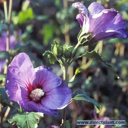 Altheastruik Op Stam (Hibiscus Syriacus 'Oiseau Blue') 2 Altheastruik Op Stam (Hibiscus Syriacus 'Oiseau Blue') - Afbeelding 2