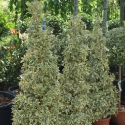 Kardinaalshoed Als Pyramide (Euonymus Japonicus 'Bravo') -Tuin Stek Verkoop 20100712164204 3 1