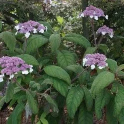 Tuin Stek Verkoop -Tuin Stek Verkoop 20100712173558 6