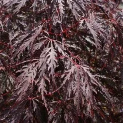 Japanse Esdoorn (Acer Palmatum 'Tamuke Yama')