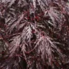 Japanse Esdoorn (Acer Palmatum 'Tamuke Yama')