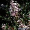 Sering Op Stam (Syringa Meyeri 'Palibin')