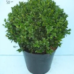 Buxusbol (Buxus Sempervirens, Bolvorm) -Tuin Stek Verkoop 20101207115632 20