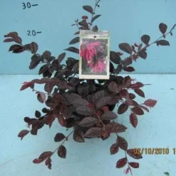 Loropetalum (Loropetalum 'Fire Dance') -Tuin Stek Verkoop 20101207125111 3