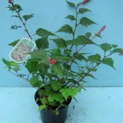 Trosspirea (Neillia Affinis) -Tuin Stek Verkoop 20101207130040 1