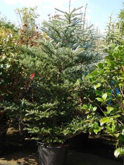 Koreaanse Zilverspar (Abies Koreana) 12 Koreaanse Zilverspar (Abies Koreana) - Afbeelding 12