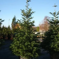 Nordmann-spar (Abies Nordmanniana) 19 Nordmann-spar (Abies Nordmanniana) -Tuin Stek Verkoop 20101207141610 21