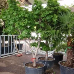 Japanse Esdoorn (Acer Japonicum 'Vitifolium') -Tuin Stek Verkoop 20101207145443 7