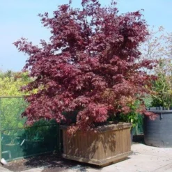 Japanse Esdoorn (Acer Palmatum 'Fireglow') -Tuin Stek Verkoop 20101207153422 11