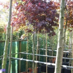 Japanse Esdoorn Op Stam (Acer Palmatum 'Fireglow')