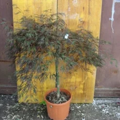 Japanse Esdoorn (Acer Palmatum 'Ornatum') -Tuin Stek Verkoop 20101207164407 11