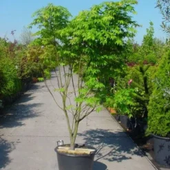 Japanse Esdoorn (Acer Palmatum 'Osakazuki') -Tuin Stek Verkoop 20101207164946 9