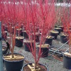 Japanse Esdoorn (Acer Palmatum 'Sangokaku') -Tuin Stek Verkoop 20101207165353 9