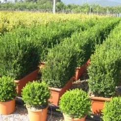Buxus Meeneemhaag (Buxus Microphylla 'Faulkner')