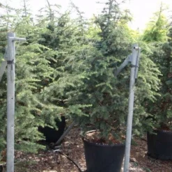 Libanonceder (Cedrus Libani) 11 Libanonceder (Cedrus Libani) -Tuin Stek Verkoop 20101210104411 17 1