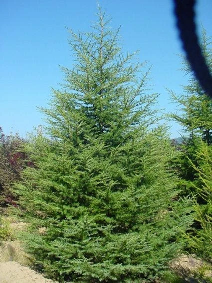 Libanonceder (Cedrus Libani) 2 Libanonceder (Cedrus Libani) - Afbeelding 2
