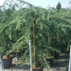 Treurceder (Cedrus Deodara 'Pendula') -Tuin Stek Verkoop 20101212154242 13
