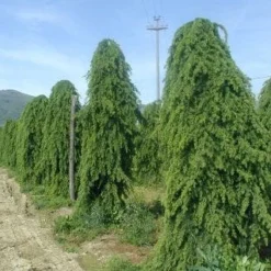 Treurceder (Cedrus Deodara 'Pendula') -Tuin Stek Verkoop 20101212154305 13