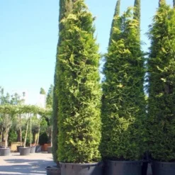 Gele Haagconifeer (Chamaecyparis Lawsoniana 'Ivonne') -Tuin Stek Verkoop 20101212171752 10