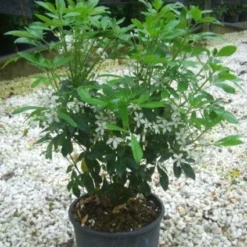 Choisya (Choisya Ternata) -Tuin Stek Verkoop 20101213090655 6 1