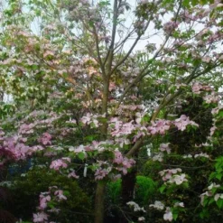 Amerikaanse Kornoelje (Cornus Florida 'Rubra') -Tuin Stek Verkoop 20101213094837 7