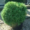 Sikkelden (Cryptomeria Japonica 'Globosa Nana')
