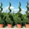 Leylandii Als Spiraal (Cupressocyparis Leylandii)