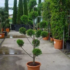 Cupressocyparis Als Bonsai (Cupressocyparis Leylandii 'Castlewellan Gold' ) -Tuin Stek Verkoop 20101213113337 7