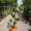 Cupressocyparis Als Bonsai (Cupressocyparis Leylandii 'Castlewellan Gold' )