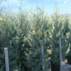 Cipres (Cupressus Arizonica 'Glauca') -Tuin Stek Verkoop 20101213122927 13