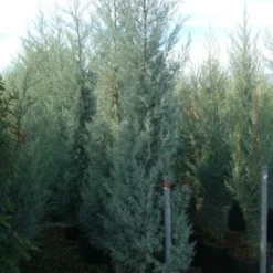 Cipres (Cupressus Arizonica 'Glauca') -Tuin Stek Verkoop 20101213122945 13