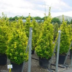 Kardinaalshoed, Piramide (Euonymus Japonicus 'Aureus')