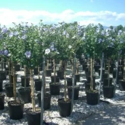 Altheastruik Op Stam (Hibiscus Syriacus 'Oiseau Blue') 8 Altheastruik Op Stam (Hibiscus Syriacus 'Oiseau Blue') -Tuin Stek Verkoop 20101215130540 1