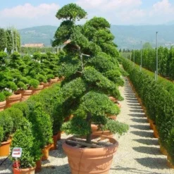 Japanse Hulst Als Bonsai (Ilex Crenata) -Tuin Stek Verkoop 20101215155420 10
