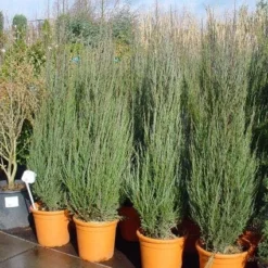 Jeneverbes (Juniperus Scopulorum 'Skyrocket') -Tuin Stek Verkoop 20101216132205 6 1