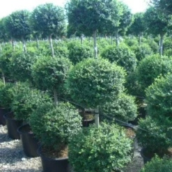 Liguster In Triobol (Ligustrum Delavayanum)