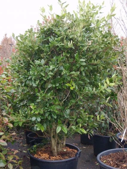 Liguster (Ligustrum Japonicum 'Texanum') 6 Liguster (Ligustrum Japonicum 'Texanum') - Afbeelding 6
