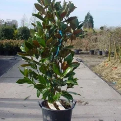 Magnolia (Magnolia Grandiflora 'Gallissoniere') -Tuin Stek Verkoop 20101217145947 85 17