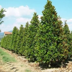 Magnolia (Magnolia Grandiflora 'Gallissoniere') -Tuin Stek Verkoop 20101217150008 85 17