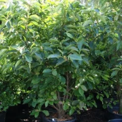 Beverboom (Magnolia Soulangeana) -Tuin Stek Verkoop 20101217150923 10