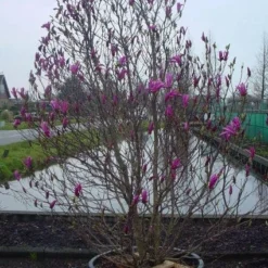 Beverboom, Struik (Magnolia Susan) -Tuin Stek Verkoop 20101217151122 10
