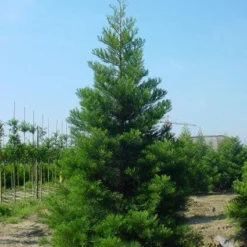 Mammoetboom (Sequoiadendron Giganteum) -Tuin Stek Verkoop 20101217160943 9