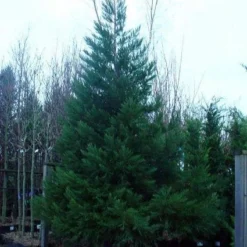 Mammoetboom (Sequoiadendron Giganteum) -Tuin Stek Verkoop 20101217160956 8