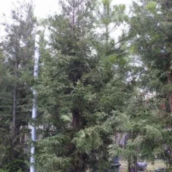 Kustmammoetboom (Sequoia Sempervirens) -Tuin Stek Verkoop 20101217161907 8