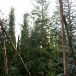 Kustmammoetboom (Sequoia Sempervirens) -Tuin Stek Verkoop 20101217161916 8