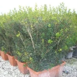Schijnhulst Als Meeneemhaag (Osmanthus Heterophyllus)