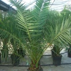 Canarische Dadelpalm (Phoenix Canariensis) -Tuin Stek Verkoop 20101220144503 10